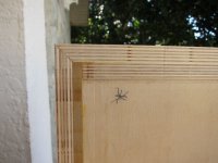 IMG_3306.jpg