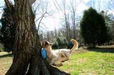 frisbee dog.jpg