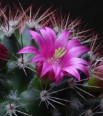 cactus.jpg