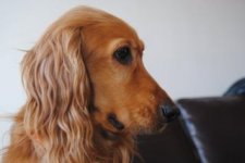 bruno.jpg