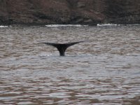 IMG_4037.jpg