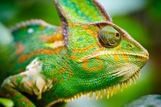 cameleon.jpg