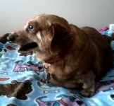 Mimi 4-24-2012.jpg