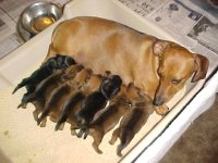 Mimi with pups.JPG