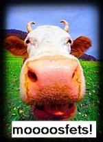 sacred-cows.jpg