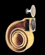 nautilus12horn.jpg