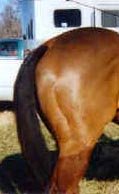 horse_butt.jpg