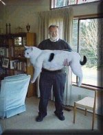 kitty.jpg