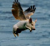 flyingpig.jpg