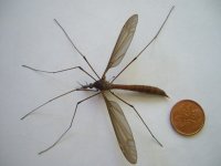 cranefly.jpg