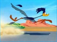 Roadrunner running.jpg