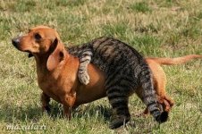 Dachshund with Drunk cat.jpg