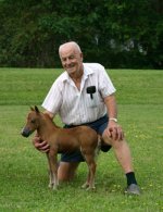 miniature-horses01.jpg