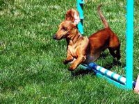 Dachshund - high jump.jpg