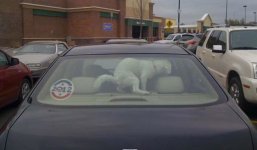 good-dog.jpg