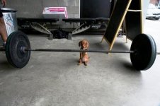 Dachshund - with barbell.jpg