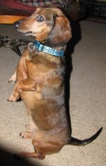 Buddy Sitting up - cropped.JPG