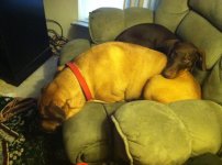 Doggys.jpg