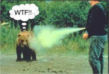 bear.jpeg