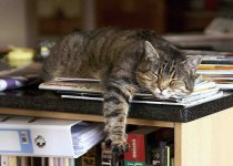 tired cat copy.jpg