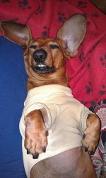Dachshund in Tshirt.jpg