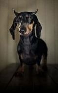 Dachshund Devil 2.jpg