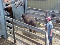 cattle+prod.jpg