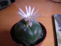 peyote.jpg