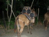 horse got out.jpg