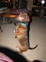 Buddy Sitting up.JPG