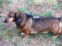 Buddy in the yard after his surgery 06-07-2012.JPG