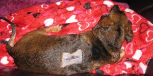 Buddy After Surgery 06-07-2012.JPG