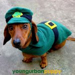 Leprechaun Dachshund.jpg