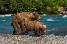 Bears mating.jpg