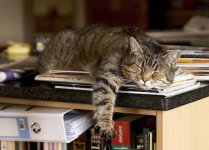 tired cat copy 2.jpg