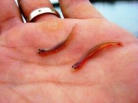 candiru_fish_06.jpg