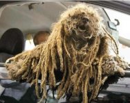 rasta-dog09.jpg