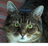 cat avatar.jpg