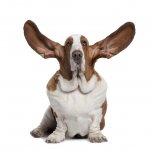 flying basset hound.jpg