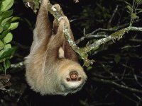 Sloth.jpg