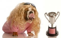 Bulldog dragqueen.jpg