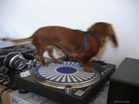 Dachshund on TT.jpg