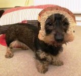 Inbread Dachshund.jpg