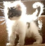 Static Kitty.jpg