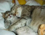 animaux44-vip-blog-com-534367chat-dodo.jpg