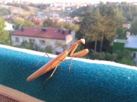 2012-08-22 18.34.56.jpg