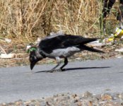 IMG_4277.jpg