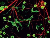 Brain cell image.jpg