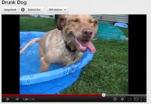 Drunk Dog.jpg