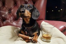 Dachshund - with Cigar and Drink.jpg